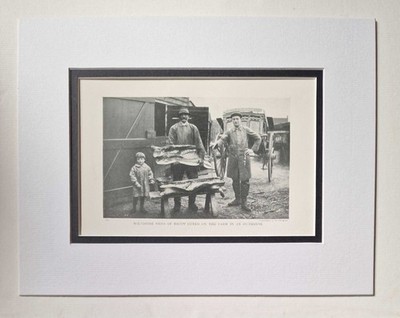 DOUGLAS Wiltshire Sides of Bacon, 1918 Pig Farming Photo Print