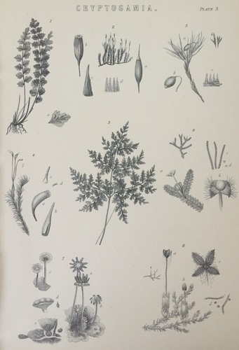 Antiker Kryptogamie Druck um 1877 - Pilze botanische Platte - viktorianische Gravur