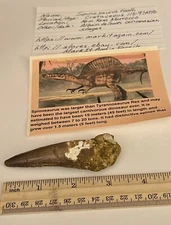Spinosaurus Tooth Dinosaur Fossil 3.25” not T Rex Cretaceous CS207
