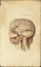 BRAIN, from real, etching from 1830, hand colored, by W.H. Lizars