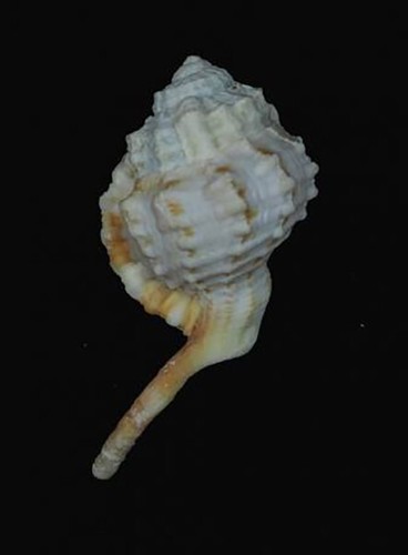 Murex serratospinosus - freak - Picture 2 of 2
