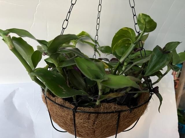 HANGING BASKET - GOLDEN PATHOS, HEARTLEAF PHILODENRON, BASKET PLAN! WOW!
