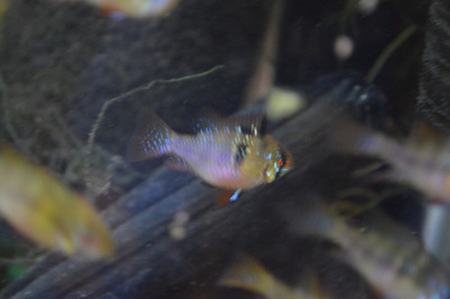 6 German Blue Rams Cichlids US Bred NOT IMPORTED - Picture 10 of 14