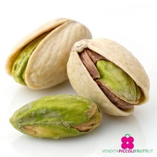 Pianta di PISTACCHIO 'Pistacia Vera' innestata 'Femmina' - in vaso h. 100/120 cm