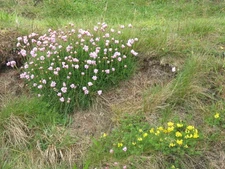 Photo A3 Thrift and Bacon and Eggs at Ardbeg Ardbeg/NR4146 Two common c c2014