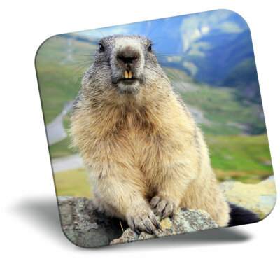 Awesome Fridge Magnet - Marmot Wild Animal Mountain Cool Gift
