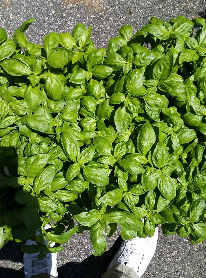 BASILICO ITALIANO CLASSICO PER PESTO GENOVESE 2000 SEMI  - Immagine 2 di 2