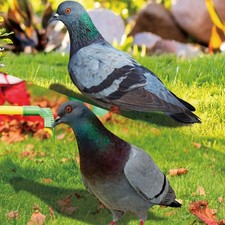 Realistic Acrylic Wild Pigeon Statue Outdoor Decor with Farm themed Appeal
