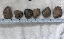 Lot Of 6 Unpolished Petoskey Stones    143 Grams