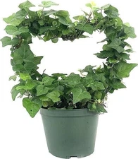 English Ivy Heart - Live Plant in a 6 Inch Pot - Hedera Helix