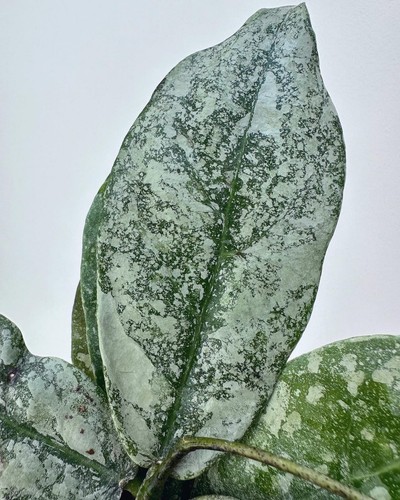 New Hoya Silver Buntokensis free phitosanitary - Picture 3 of 3