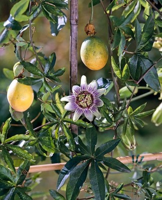 Passiflora caerulea 5 Samen | Blaue Passionsblume | winterharte Kletterrebe