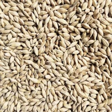 Wholesale Organic Sunflower Seeds Hulled Bulk