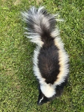 Giant Life Size Standing Taxidermy Skunk Mount Log Cabin Art Decor