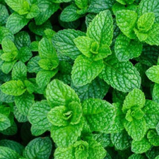 Mint Seeds 200 Fresh Garden Mint Herb Seeds for Planting