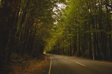 Landscape trees road new zealand forest nature Custom Gaming Mat Desk