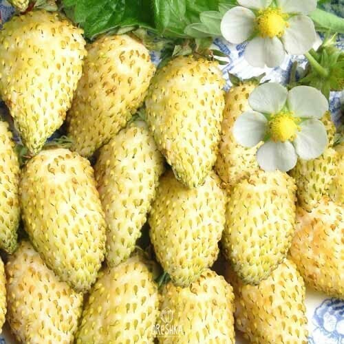 30+ semillas frescas fresa bosque blanco. Semillas milagro amarillo, fragaria vesca - Imagen 8 de 8