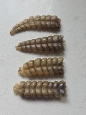4 Medium Rattlesnake Rattles Taxidermy Diamondback Sidewinder