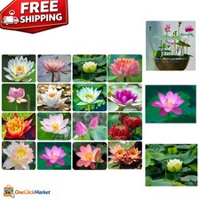 Non-GMO 30PCS Bowl Lotus Seeds - Stunning Aquatic Plants for Air Purification