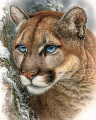 8x10 Cougar face closeup blue eyes snowy rock - 985210522