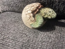 Life-Like Sea Turtle Hatching Out Of Egg Figurine