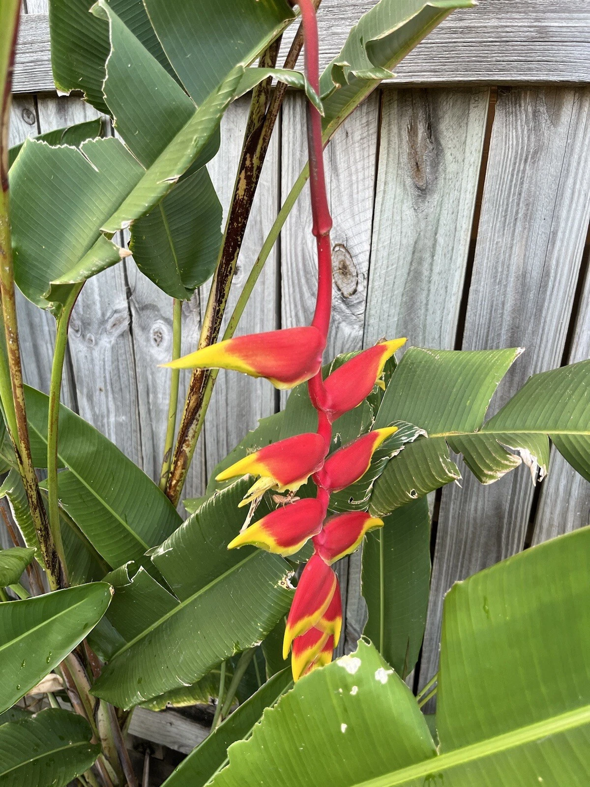 Picture 5 of 11