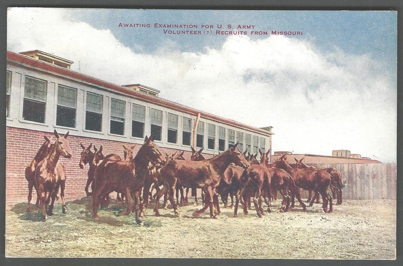 US ARMY HORSES FROM MISSOURI 1911 Hammon Divided Back Postcard