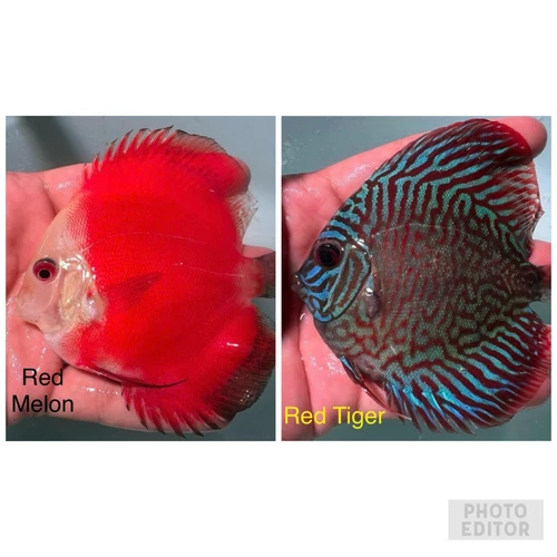 Pack of 2 Discus Fish 3.5”-3.75” - Live Fish Aquarium Overnight Shipping