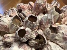 Natural Purple Acorn Barnacle Cluster Decorative Object (Conchylepes) (2.25 lbs)