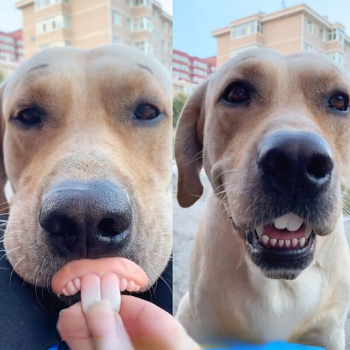 1PC Funny False Teeth Dentures Halloween Dog Supplies Cosplay Pet Decorating eBay