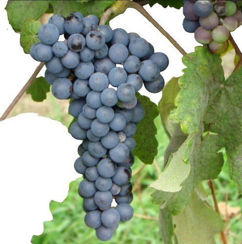 Shiraz Instentic Collection VINE - VERA Resveratrol Skin Care Box