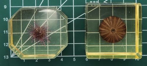 Sea Urchin Paperweight Miniature Specimens In Resin (2) Marine Collection - Picture 15 of 16