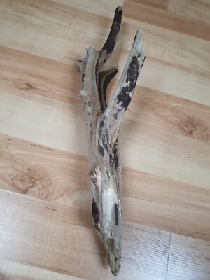 Selten riesig  ausgefallen extravagant  Stamm Ast Schwemmholz Treibholz 56 cm