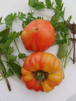 Ananas Tomatensamen