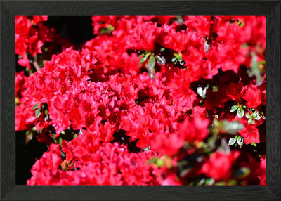 Roter Azaleenbusch in voller Blüte gerahmtes Wandbild Poster Leinwanddruck Bild