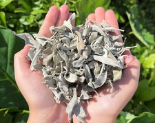 4 oz Loose White Sage Smudge LEAVES ONLY Bulk Wholesale Lot