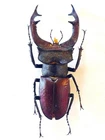 LUCANUS CERVUS CERVUS MALE A1 HUGE!!! XXL 77MM+ REDDISH!!! LUCANIDAE FRANCE RARE