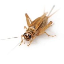 Freeze Dried Crickets Reptile Bird Fish Small Animal Treat NutriCricket