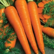 1000 Imperator 58 Carrot Seeds, Danver, NON-GMO, Heirloom, Fancy , 1000 Seeds