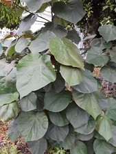 RAMAS FRESCAS DE MAJAGUA RELIGIÓN YORUBA AFRICANA IFA SANTERÍA RITUAL