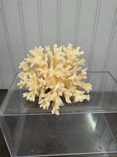 Ocean coral Natural White Sea Reef Coral