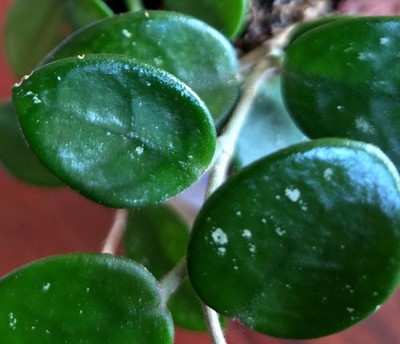 RARE Hoya Carnosa X Serpens 13'' Long Aroid Not Monstera Philodendron Anthurium 