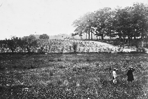 New 5x7 Civil War Photo: Woods Where Gen. John Reynolds was Killed, Gettysburg