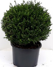 2 Ilex crenata Glorie Gem, Kugel, 30-35 cm, ähnlich Buchsbaum