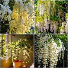 Mixrug Organic Arabian Jasmine Plant Seeds to Non GMO,100 Pcs