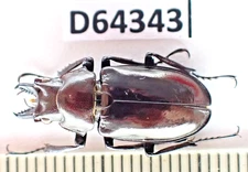 D64343. Insects, Beetles. Lucanidae: Cladophyllus sp. Vietnam North