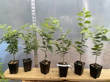 6 Zelkova Serrata in 6 pots, Bonsai