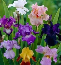 15 mixed tall bearded iris RHIZOMES  