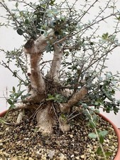 PRE BONSAI  DI OLIVASTRO