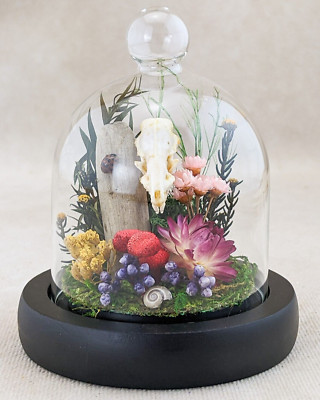 Asian House Shrew Glass Dome display Taxidermy Oddities Curiosities gift